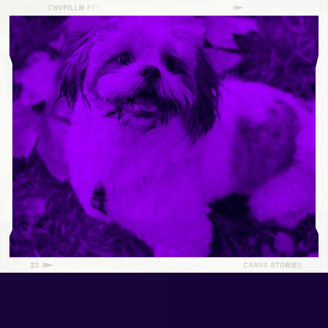 Bossa Saxophone - Background for Doggy Stress