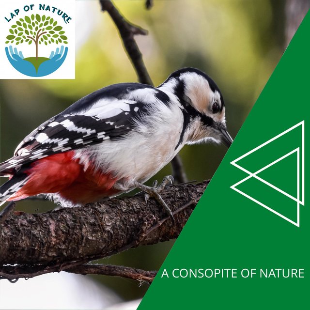 A Consopite of Nature