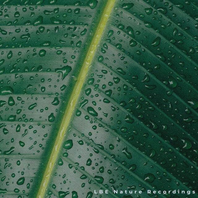 Gentle Rain Sounds 2