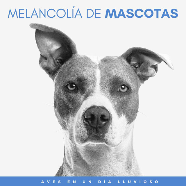 Melancolía De Mascotas: Aves En Un Día Lluvioso