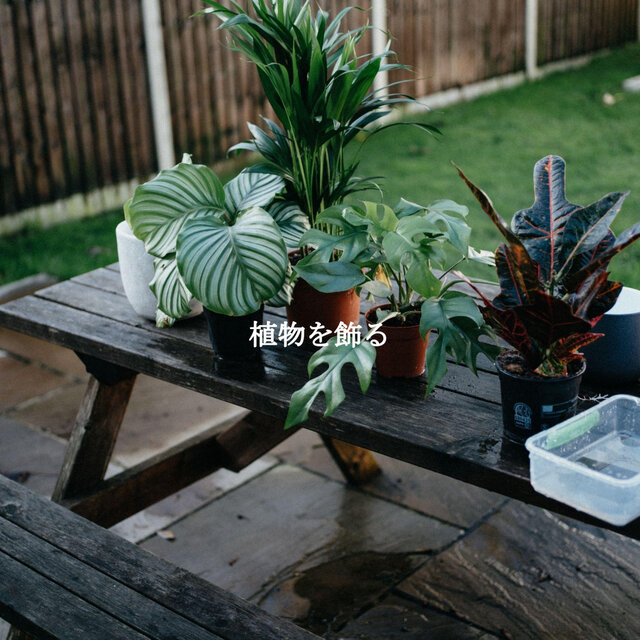 植物を飾る