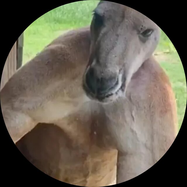 The Kickbox of The Kangaroo