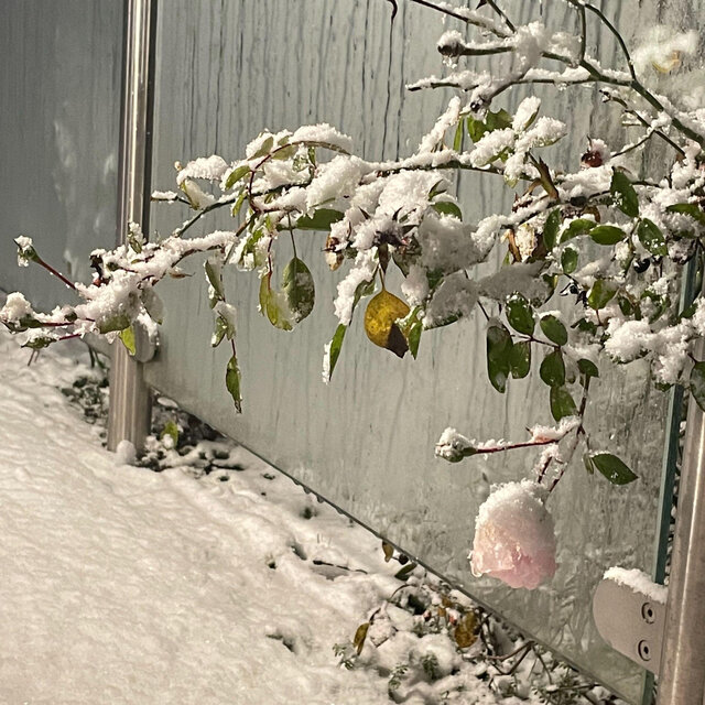 雪