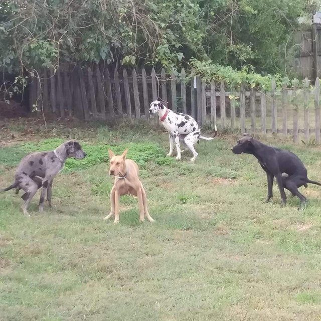 Dog Shit 2 (feat. Kbizzle)