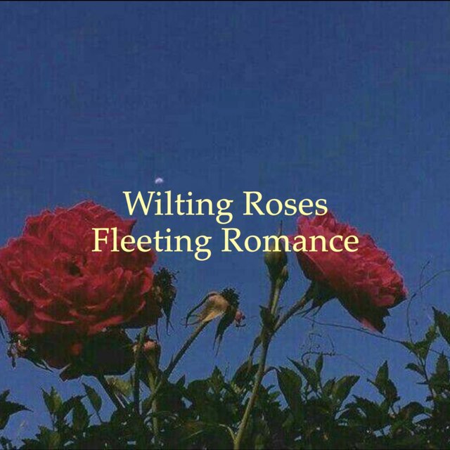 Wilting Roses, Fleeting Romance