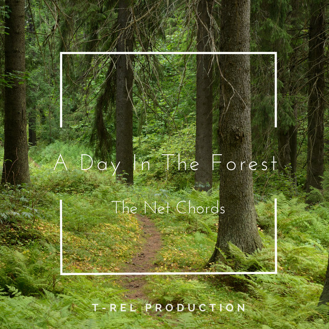 A Day In The Forest