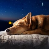 Música Reconfortante Para Mascotas