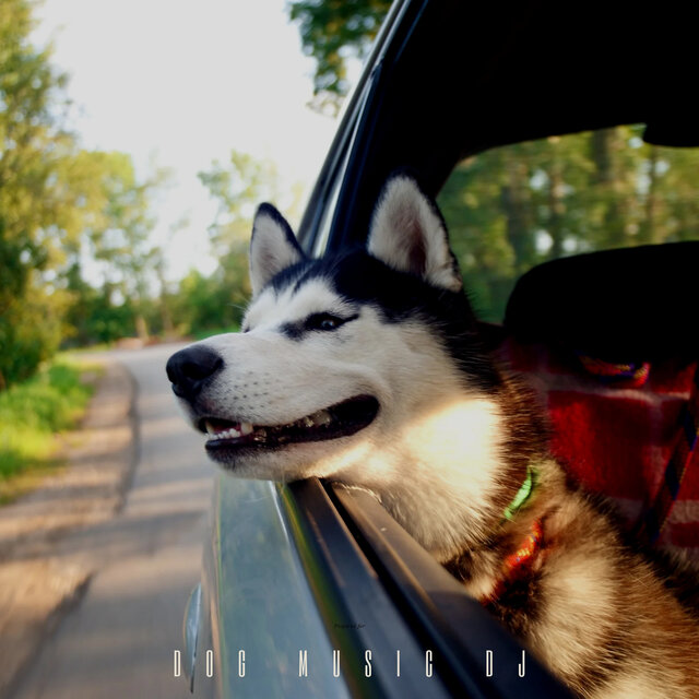 Anxiety Relief For Travelling Dogs