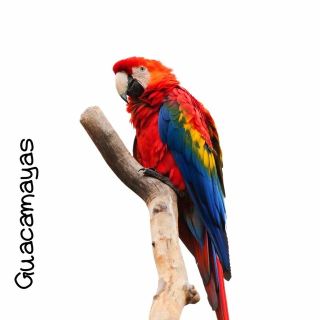 Guacamayas