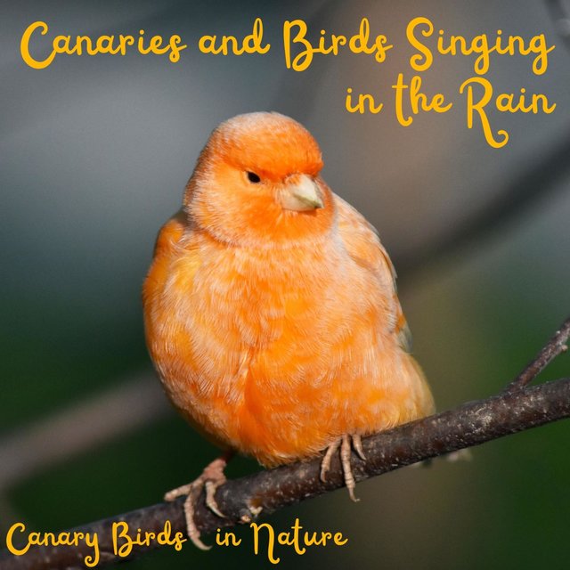 Canaries and Birds Singing in the Rain - Canary Birds in Nature