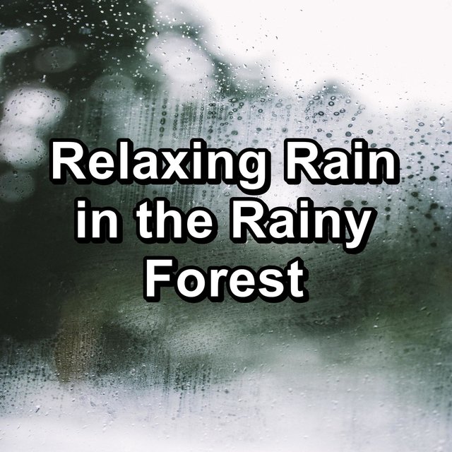 Relaxing Rain in the Rainy Forest