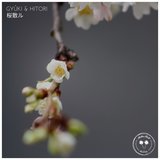 桜散ル