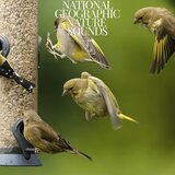 Feathered Flight