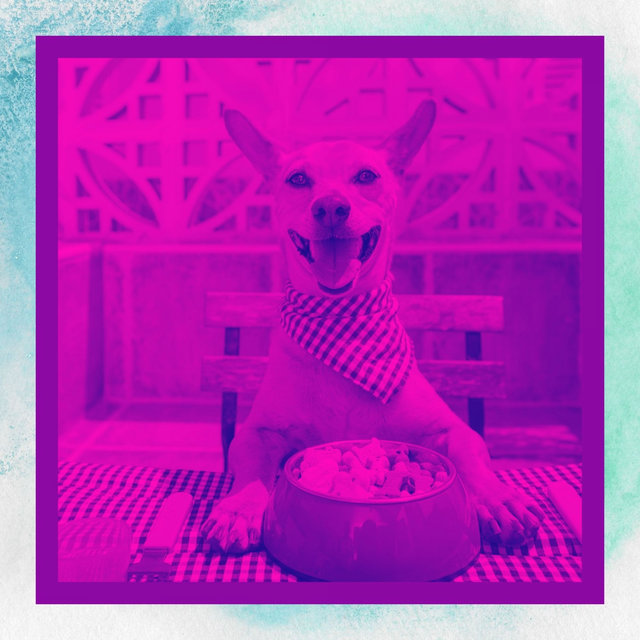 Acoustic Guitar Solo - Music for Doggy Naptime