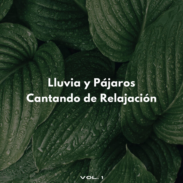 Lluvia Y Pájaros Cantando De Relajación Vol. 1