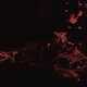 Cover art for album Moss Garden by Svarte Greiner