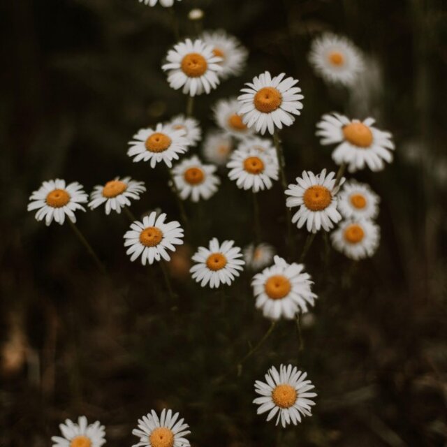 Romance of the heart