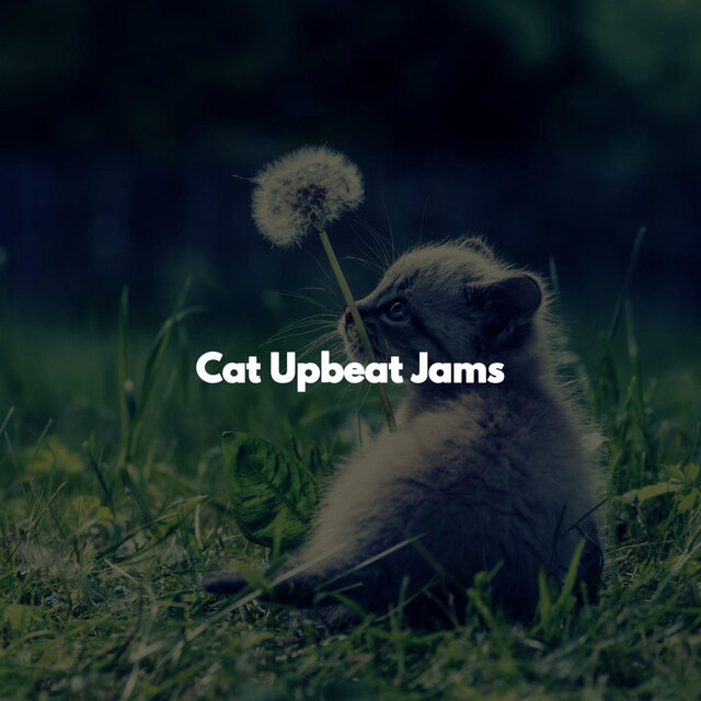Cat Upbeat Jams