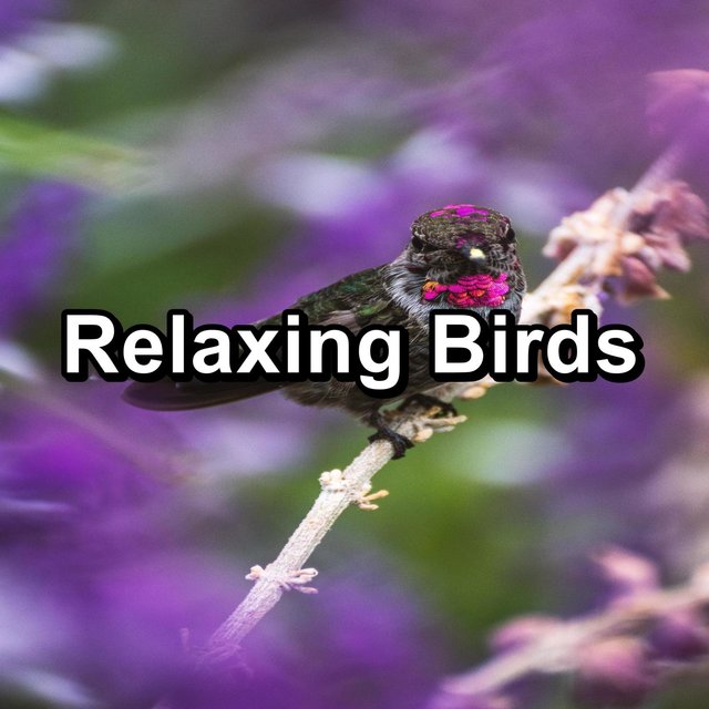 Relaxing Birds