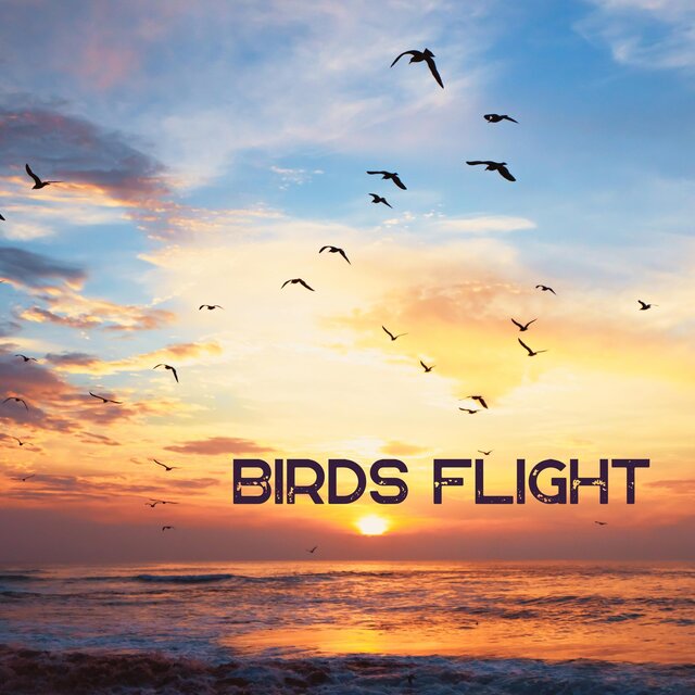 Birds Flight