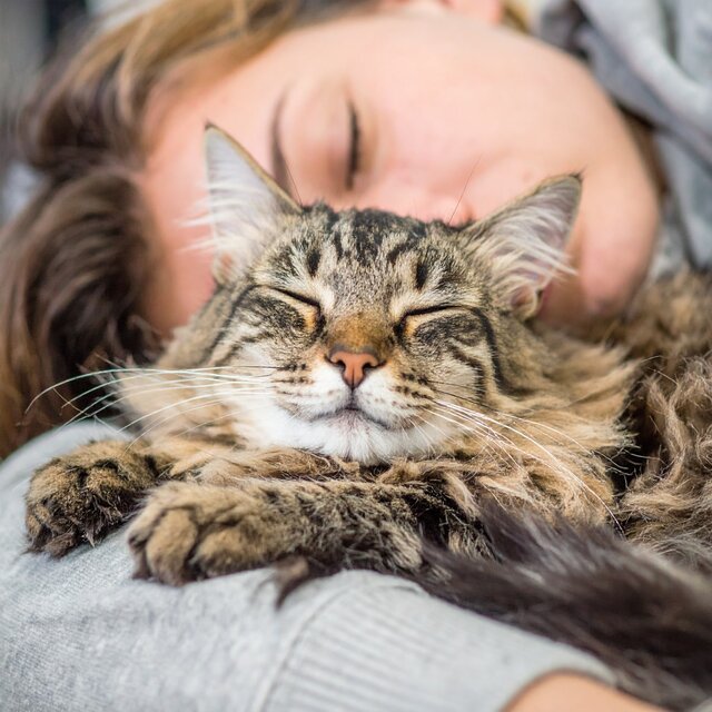 Música Tranquila Para Gatos Soñolientos