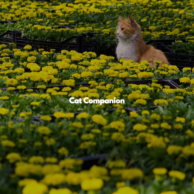 Cat Companion
