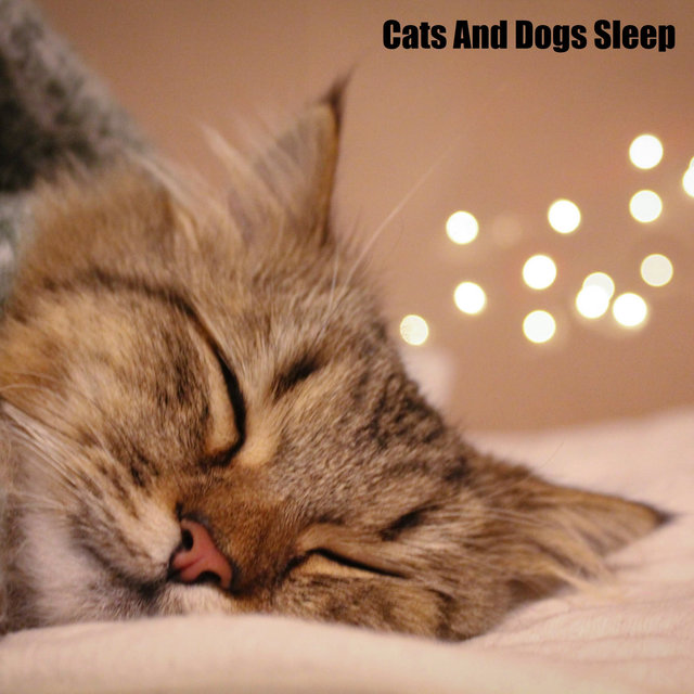 Cats And Dogs Sleep (feat. Music For Cats, World of cat's & Музыка для кошек)
