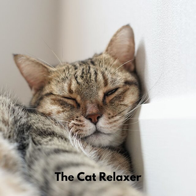 Snoozing Cat