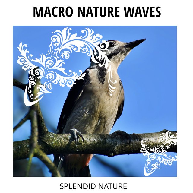 Macro Nature Waves - Splendid Nature