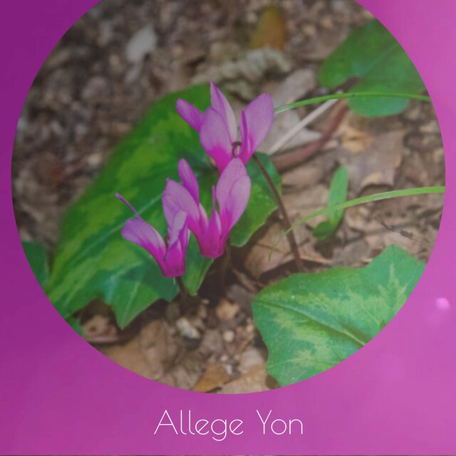 Allege Yon