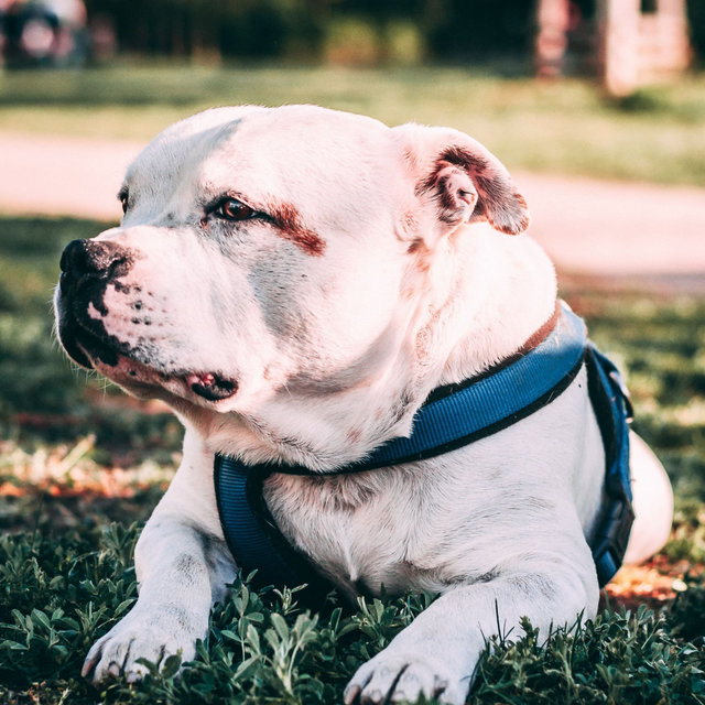 Friendly Background for Calm Puppies