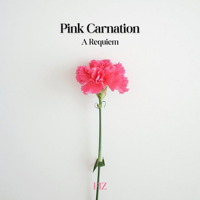 Pink Carnation