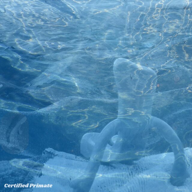 Cover art for album Certified Primate by Daily Heads