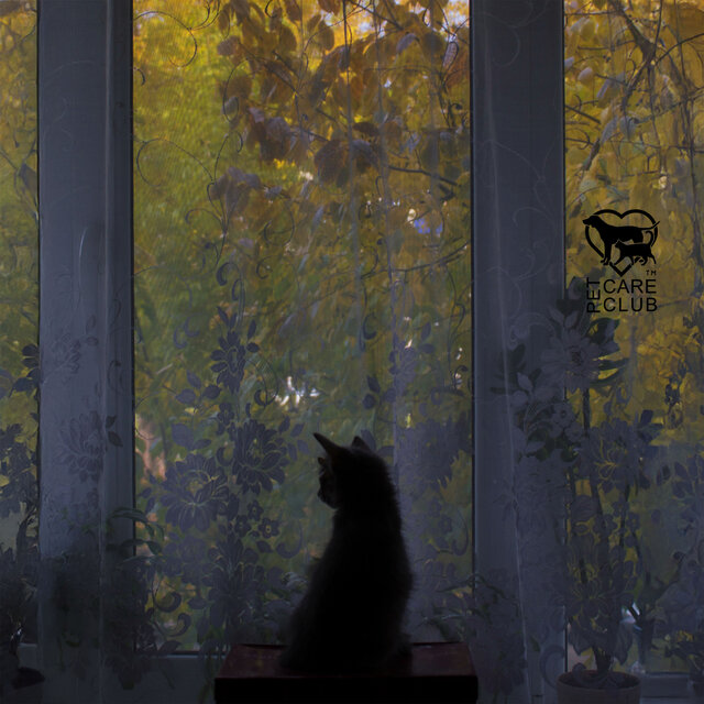 Nervous System Reset for Indoor Cats