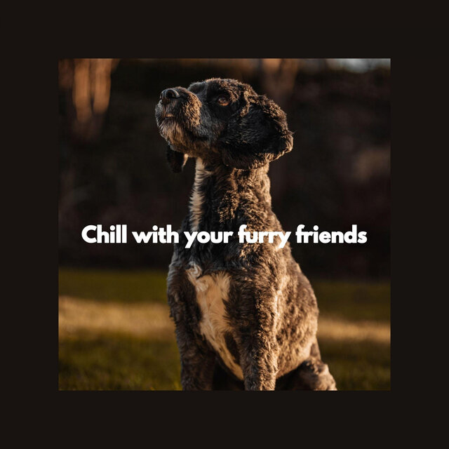 Chill with your furry friends