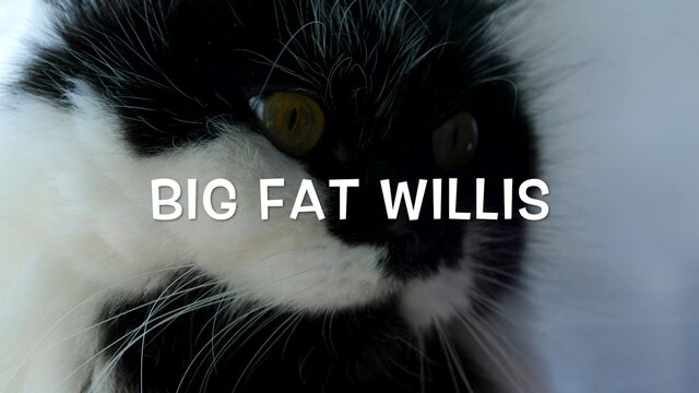 Big Fat Willis