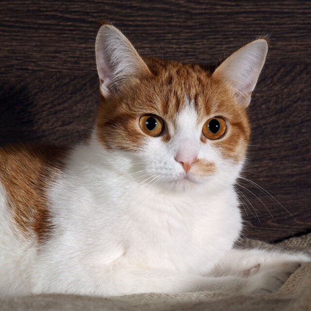 Ethereal Feline Harmony: Jazz Piano for Cats