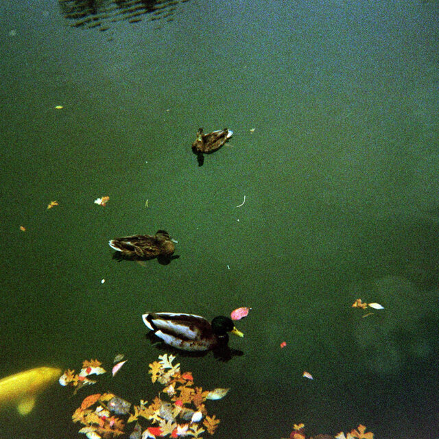 Pond