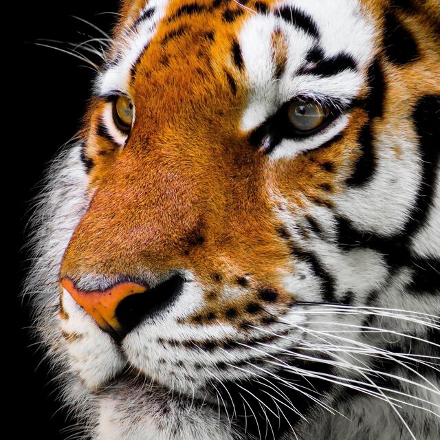SWEET AND WILD 2