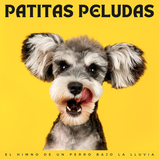 Patitas Peludas: El Himno De Un Perro Bajo La Lluvia