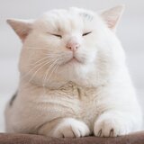 Soft Rhythms for Cat Comfort