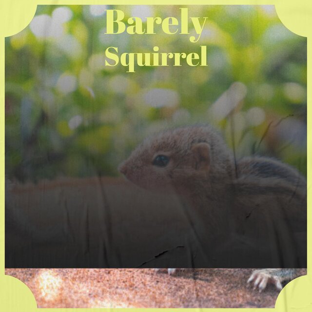 Barely Squirrel