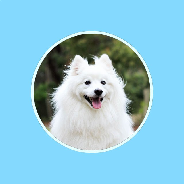 Dog Music