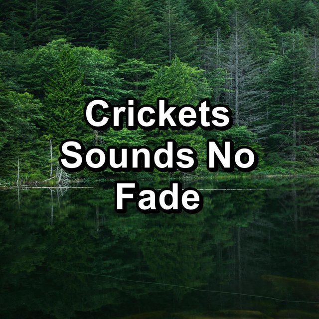 Crickets Sounds No Fade