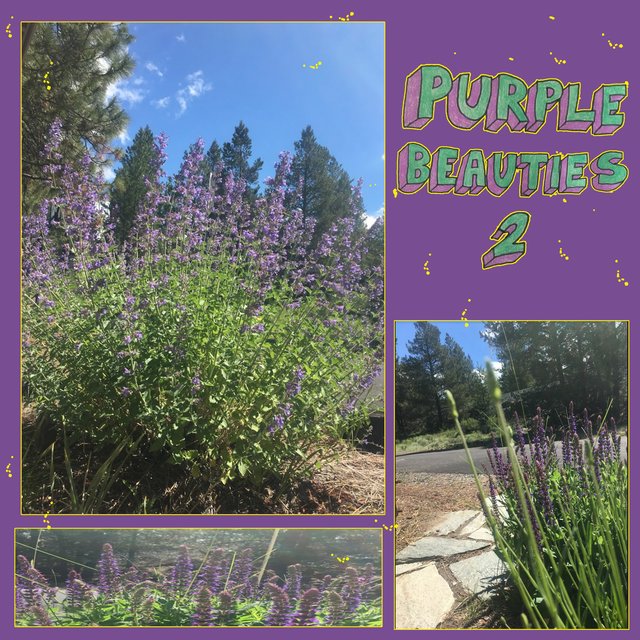 Purple Beauties 2