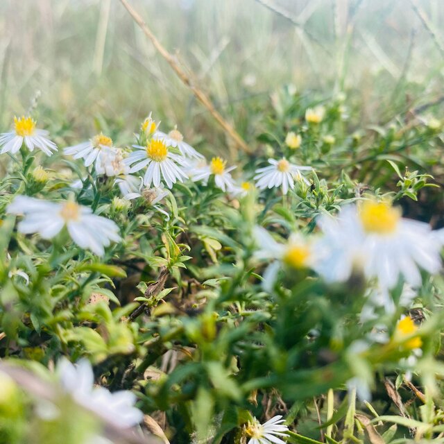 The Flower Patch