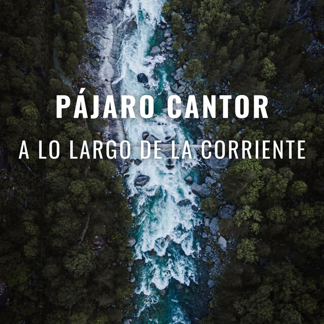 Pájaro Cantor A Lo Largo De La Corriente