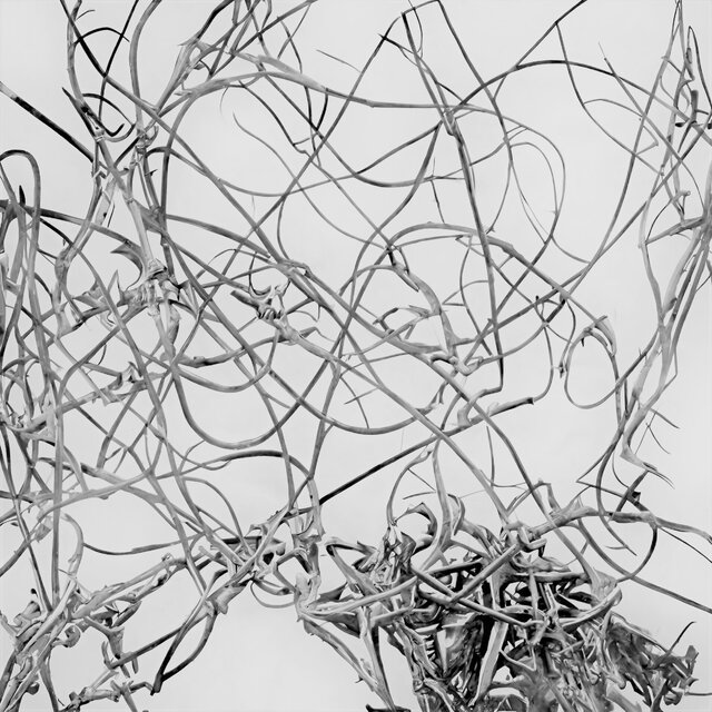 于​是​, 荆​棘​俯​身​笼​罩​我 Then The Thorn Bent Over Me