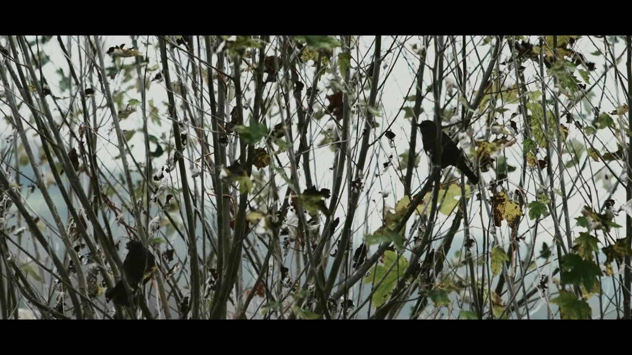 Flox - Tight [Official Video]