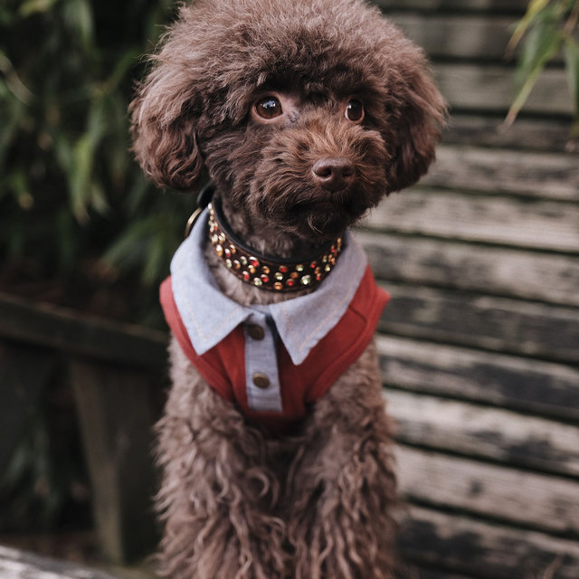 Echoes of Cute Dogs